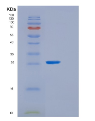 Recombinant E.coli grxB Protein,Recombinant E.coli grxB Protein