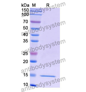 抗 Human RHOB 纳米抗体 (SAA1319)(RHF52801),Anti-Human RHOB Nanobody (SAA1319)