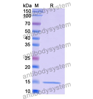 抗 Human LYZ 纳米抗体 (SAA1052)(RHF45702),Anti-Human LYZ Nanobody (SAA1052)