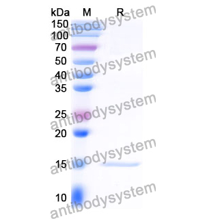 抗 Clostridium botulinum botA/BOTOX 納米抗體 (SAA0937)(RXX00917),Anti-Clostridium botulinum botA/BOTOX Nanobody (SAA0937)