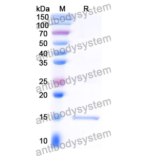 抗 Clostridium botulinum botA/BOTOX 納米抗體 (SAA0936)(RXX00916),Anti-Clostridium botulinum botA/BOTOX Nanobody (SAA0936)