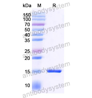 抗 SARS-CoV-2 S Protein 納米抗體 (SAA1071)(RVV00160),Anti-SARS-CoV-2 S Protein Nanobody (SAA1071)