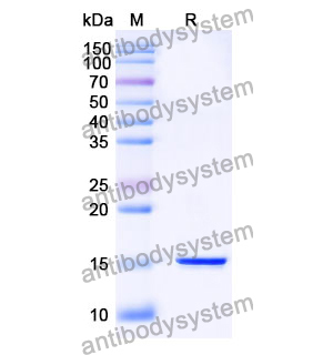 抗 SARS-CoV-2 S Protein 納米抗體 (SAA1059)(RVV00149),Anti-SARS-CoV-2 S Protein Nanobody (SAA1059)