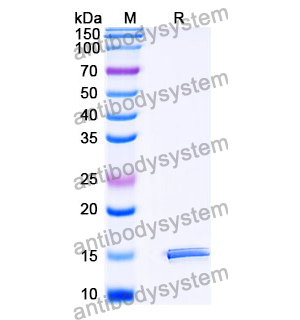 抗 SARS-CoV-2 S Protein 納米抗體 (SAA1096)(RVV00176),Anti-SARS-CoV-2 S Protein Nanobody (SAA1096)