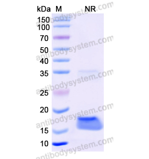 抗 Human EGFR/ERBB1/HER1 納米抗體 (SAA1213)(RHB86905),Anti-Human EGFR/ERBB1/HER1 Nanobody (SAA1213)