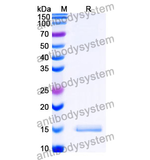 抗 SARS-CoV-2 S Protein 納米抗體 (SAA1122)(RVV00190),Anti-SARS-CoV-2 S Protein Nanobody (SAA1122)