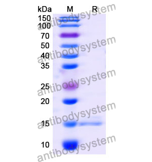 抗 Human BIRC5 纳米抗体 (SAA1237)(RHA51401),Anti-Human BIRC5 Nanobody (SAA1237)