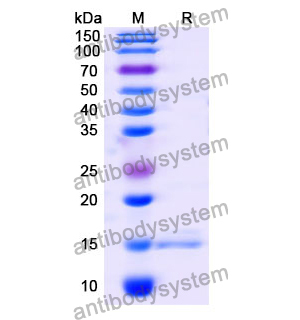 抗 Human BIRC5 納米抗體 (SAA1237)(RHA51401),Anti-Human BIRC5 Nanobody (SAA1237)