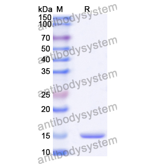 抗 Human MAPK13 納米抗體 (SAA1368)(RHA47701),Anti-Human MAPK13 Nanobody (SAA1368)