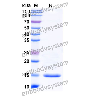 抗 Human C5 納米抗體 (SAA1365)(RHB90002),Anti-Human C5 Nanobody (SAA1365)