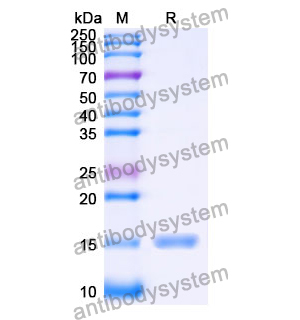 抗 Human IL17RB 納米抗體 (SAA1267)(RHJ66301),Anti-Human IL17RB Nanobody (SAA1267)