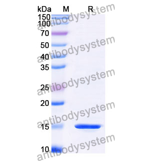 抗 Clostridium botulinum botA/BOTOX 納米抗體 (SAA0926)(RXX00906),Anti-Clostridium botulinum botA/BOTOX Nanobody (SAA0926)