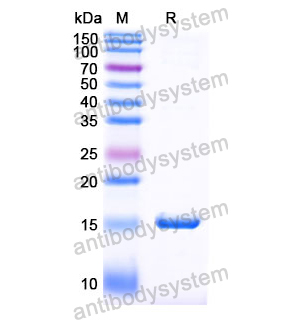 抗 Human PCSK9 纳米抗体 (SAA0995)(RHJ24002),Anti-Human PCSK9 Nanobody (SAA0995)