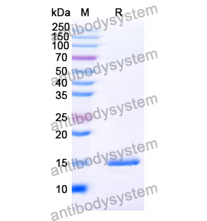 抗 SARS-CoV-2 S Protein 納米抗體 (SAA1068)(RVV00157),Anti-SARS-CoV-2 S Protein Nanobody (SAA1068)