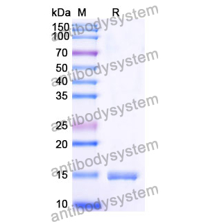 抗 Human OPRK1 納米抗體 (SAA1169)(RHE29201),Anti-Human OPRK1 Nanobody (SAA1169)