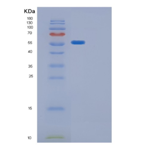 Recombinant E.coli glpK Protein