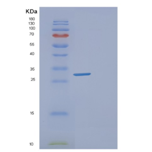 Recombinant Saccharomyces cerevisiaeGLC8 Protein,Recombinant Saccharomyces cerevisiaeGLC8 Protein