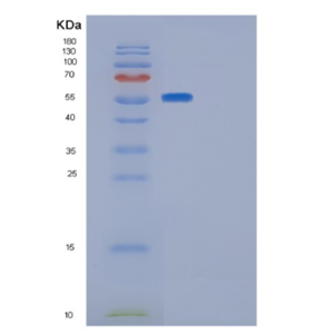 Recombinant Human GLUD1 Protein