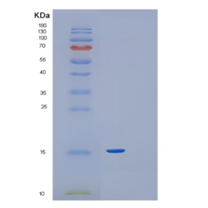 Recombinant Human Glutaredoxin-1 Protein