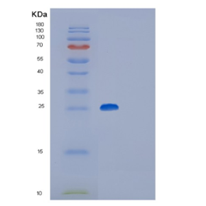 Recombinant Mouse Glutathione S-transferase P 2 Protein