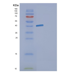 Recombinant E.coli gldA Protein,Recombinant E.coli gldA Protein