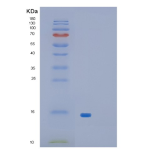 Recombinant E.coli glpE Protein