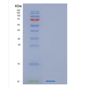 Recombinant Human GNG13 Protein