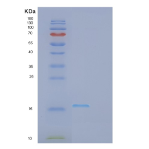 Recombinant Human GP9 Protein