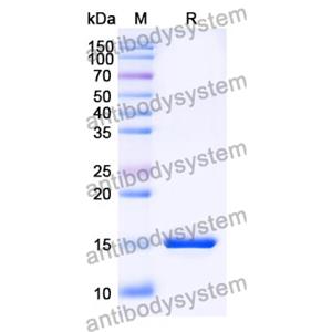 抗 SARS-CoV-2 S Protein 納米抗體 (SAA1063)(RVV00153),Anti-SARS-CoV-2 S Protein Nanobody (SAA1063)