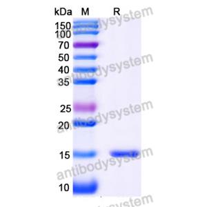 Anti-Human BACE2 Nanobody (SAA1007)