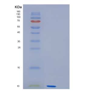 Recombinant E.coli GroES Protein