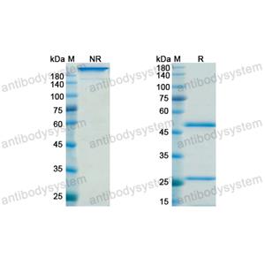 Research Grade SYN-005-1B7  (DXX03501)