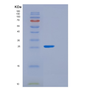 Recombinant E.coli grxB Protein