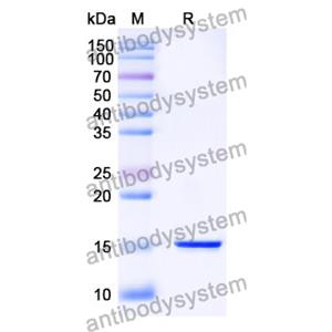 Anti-SARS-CoV-2 S Protein Nanobody (SAA1059)