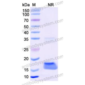 Anti-Human EGFR/ERBB1/HER1 Nanobody (SAA1213)