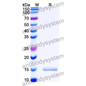 Anti-SARS-CoV-2 S Protein Nanobody (SAA1122)