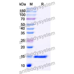 抗 Human LRP6 納米抗體 (SAA1144)(RHB25301),Anti-Human LRP6 Nanobody (SAA1144)