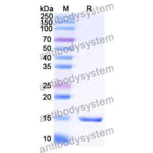 Anti-Human CD274/PD-L1/B7-H1 Nanobody (SAA0904)