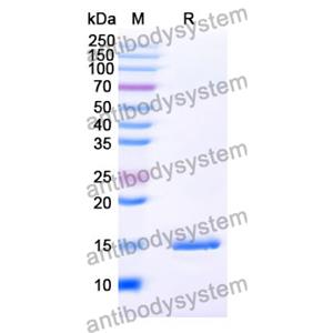 Anti-SARS-CoV-2 S Protein Nanobody (SAA1068)