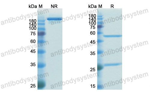 Research Grade Humanized DQB1-FL8  (DHM01501)