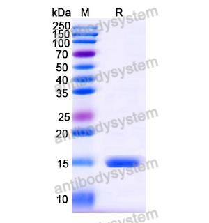 抗 Human BACE2 纳米抗体 (SAA0876)(RHJ90202),Anti-Human BACE2 Nanobody (SAA0876)