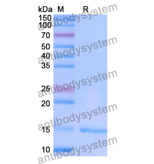 Anti-Human CASP3/Caspase-3 Nanobody (SAA1223)