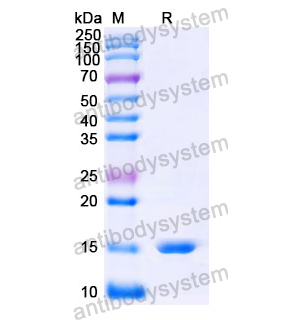 抗 Human HBEGF 纳米抗体 (SAA1356)(RHJ42901),Anti-Human HBEGF Nanobody (SAA1356)