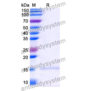 抗 Human APLNR 納米抗體 (SAA1115)(RHE10802),Anti-Human APLNR Nanobody (SAA1115)