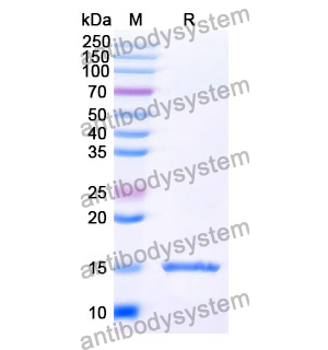 抗 SARS-CoV-2 S Protein 納米抗體 (SAA1067)(RVV00156),Anti-SARS-CoV-2 S Protein Nanobody (SAA1067)