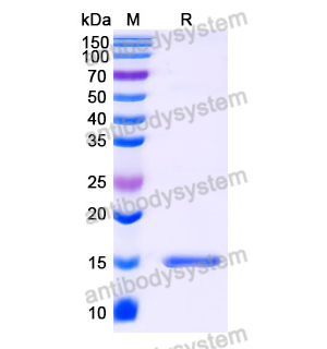 抗 SARS-CoV-2 S Protein 納米抗體 (SAA0996)(RVV00140),Anti-SARS-CoV-2 S Protein Nanobody (SAA0996)