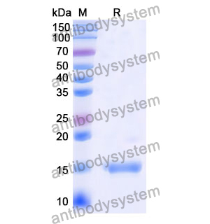 抗 Human CD38/ADPRC 1 納米抗體 (SAA0892)(RHD80802),Anti-Human CD38/ADPRC 1 Nanobody (SAA0892)