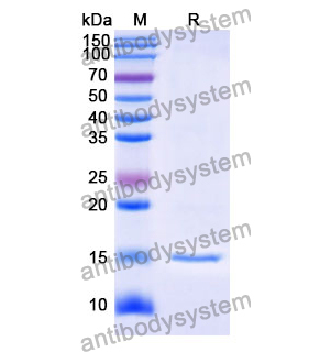 抗 Human GABRB3 纳米抗体 (SAA1162)(RHD79301),Anti-Human GABRB3 Nanobody (SAA1162)