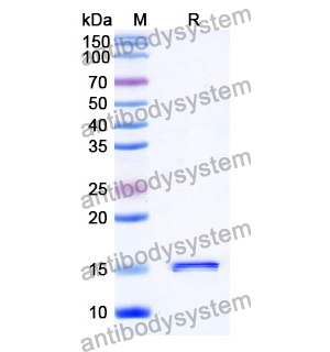 抗 Human EPOR 納米抗體 (SAA0954)(RHD32802),Anti-Human EPOR Nanobody (SAA0954)