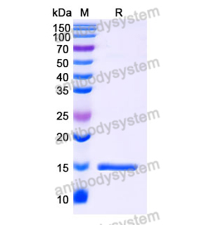 抗 SARS-CoV-2 S Protein 納米抗體 (SAA1027)(RVV00142),Anti-SARS-CoV-2 S Protein Nanobody (SAA1027)